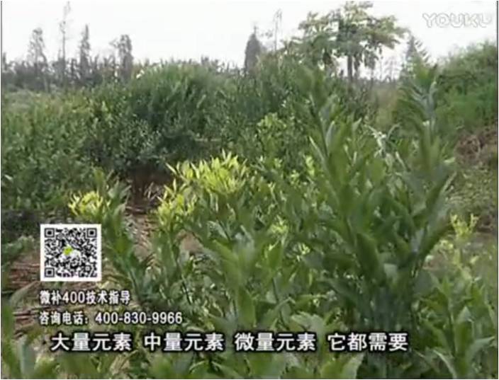 珠江臺搖錢樹：柑橘噴施微補花力+硼力，補充鋅硼健壯來花，利坐果