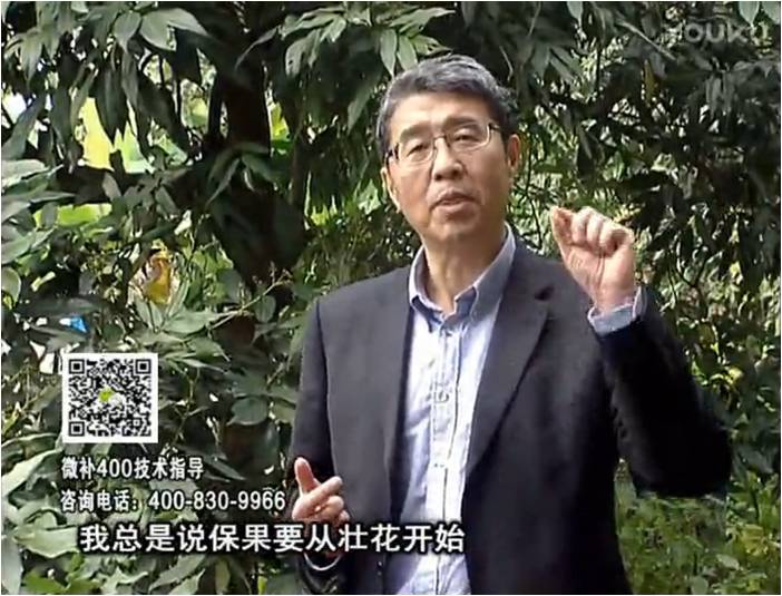 珠江臺搖錢樹：荔枝來花少更要做好壯花，提高坐果，葉噴微補花力+硼力，補鋅