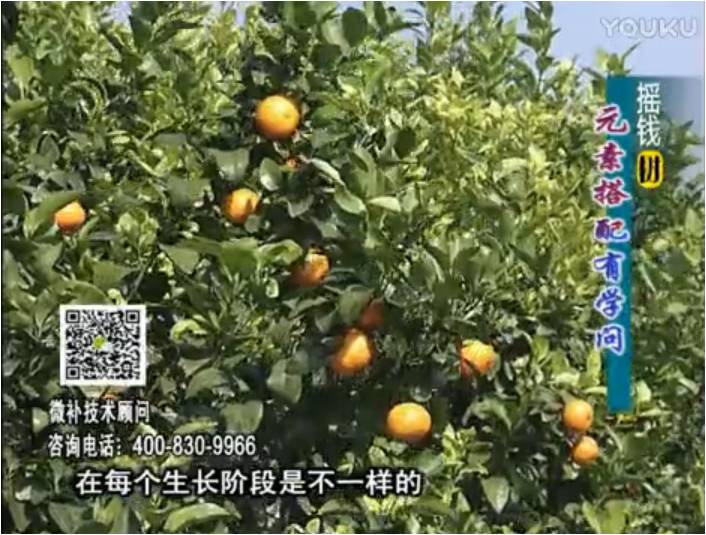 20170306珠江臺搖錢樹：柑橘淋沖微補方案，針對不同需求正確補充元素，平衡營養(yǎng)健壯長