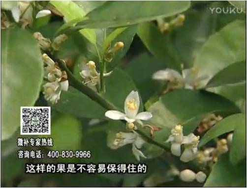 20170313珠江臺搖錢樹：柑橘淋沖微補根力鈣+精力，噴微補花力+硼力，來花健壯，預防減少弱花畸形花