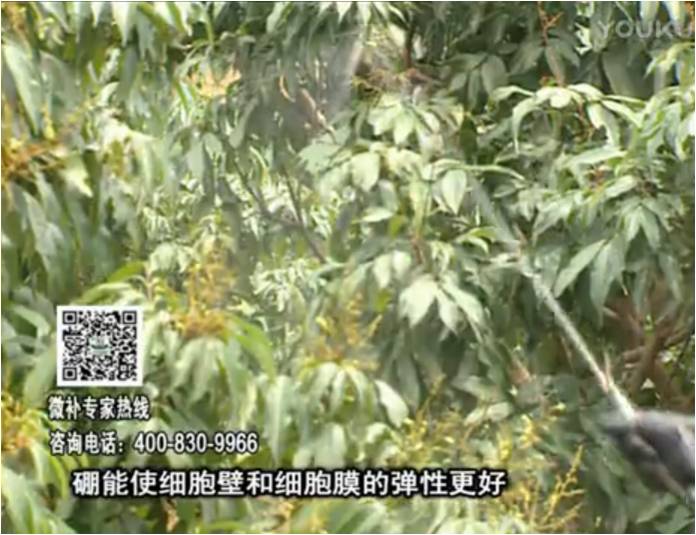 20170313珠江臺搖錢樹：荔枝噴微補果力+硼力，保果好