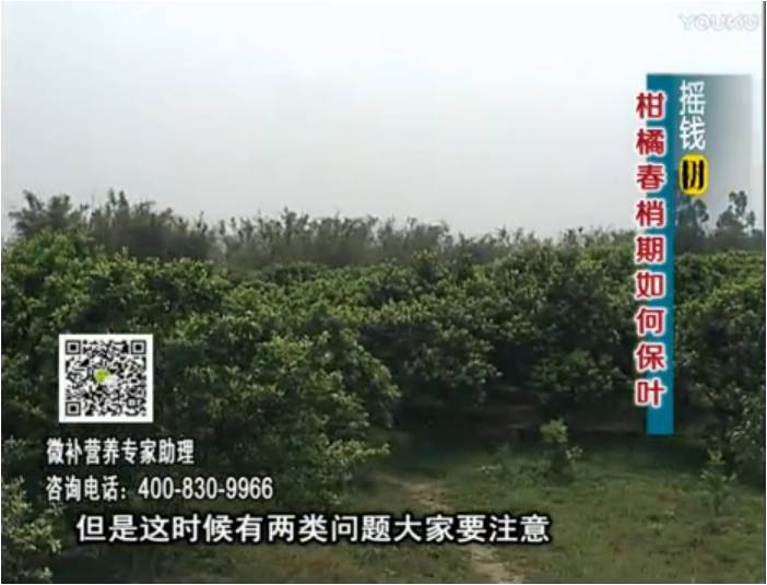 20170327珠江臺搖錢樹：柑橘預防春梢不轉綠，撒微補倍力、淋沖力鎂