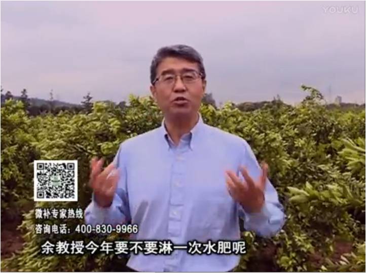 20170424珠江臺搖錢樹：柑橘樹弱保果難度大，淋沖微補(bǔ)根力鈣+精力+精華粉，保樹保果好