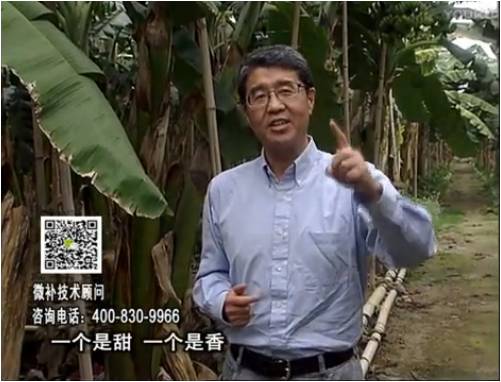20170327珠江臺搖錢樹：香蕉噴施微補果力+碧力+壯力、撒微補倍力，提高品質(zhì)、同時減肥提產(chǎn)