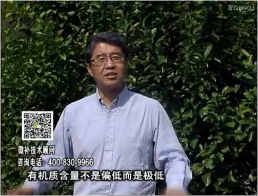 20170327珠江臺搖錢樹：撒施因迪樂有機肥、用因迪樂有機精華粉，調酸增加果地有機質
