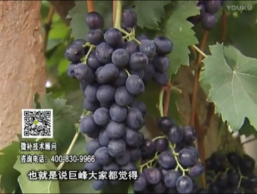 20170501珠江臺搖錢樹：葡萄用微補方案，品質(zhì)高，賣價好