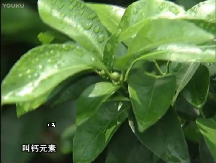 20170508珠江臺搖錢樹：柑橘澆施微補(bǔ)根力鈣，補(bǔ)鈣，促根健壯長勢