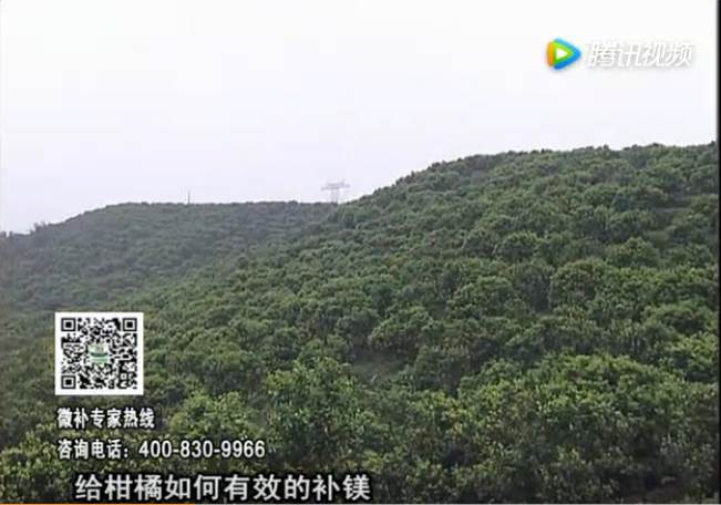 20170522珠江臺搖錢樹：柑橘落果黃葉是缺鎂？