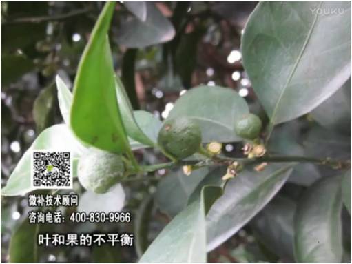 20170501珠江臺搖錢樹：柑橘噴施微補(bǔ)果力+碧力、淋根力鈣+沖力鎂，穩(wěn)果少落果，促根壯長勢