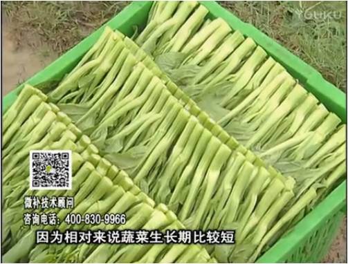 20170306珠江臺(tái)搖錢樹：蔬菜澆施微補(bǔ)根力鈣+精力，提高蔬菜長(zhǎng)勢(shì)，減少病害，提高收益