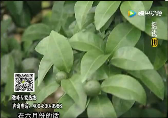 珠江臺搖錢樹：柑橘樹如何調(diào)酸保葉？