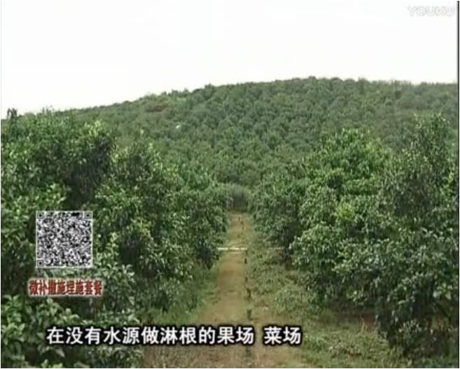 20170703珠江臺搖錢樹：雨水多樹勢弱，撒施因迪樂調(diào)酸促根壯長勢