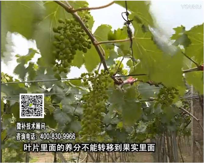 20170717珠江臺搖錢樹：果實補(bǔ)鈣充足，噴施螯合鈣+精華液+保葉素，品質(zhì)高、耐存儲