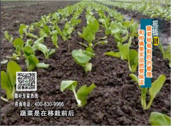 20170814珠江臺搖錢樹：蔬菜澆施微補，調(diào)酸促根，健壯長勢