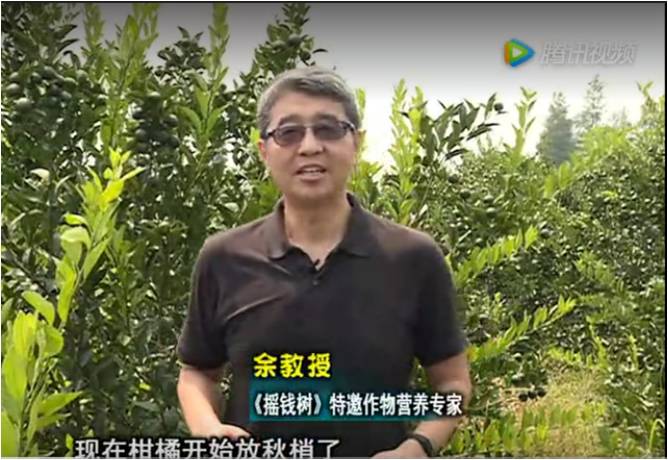 20170821珠江臺搖錢樹：柑橘如何放秋梢？