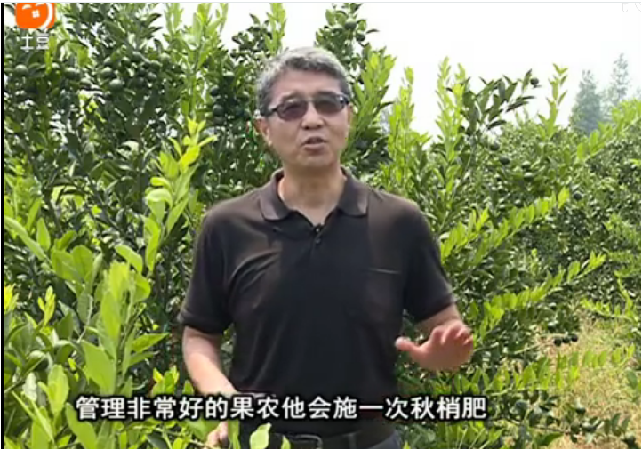 20170904珠江臺搖錢樹：柑橘用因迪樂，樹勢健壯、果品質(zhì)高
