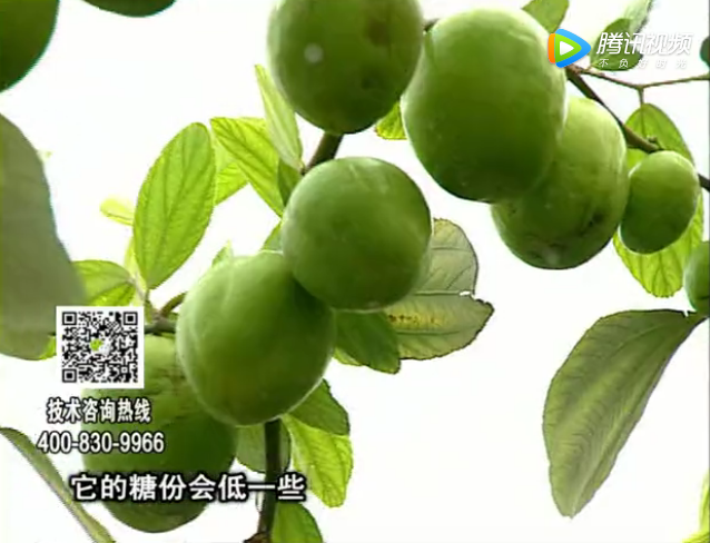 20171204珠江臺搖錢樹：青棗膨果增甜如何做？